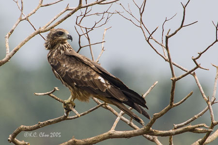Black Kite