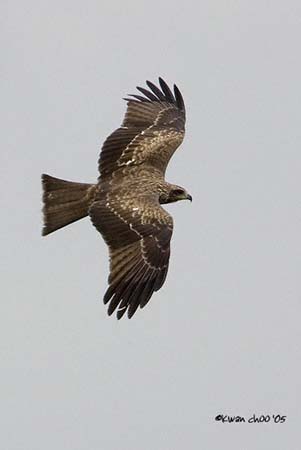 Black Kite