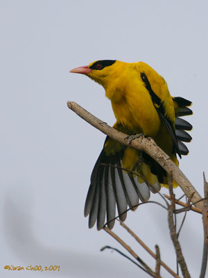 Black-naped Oriole