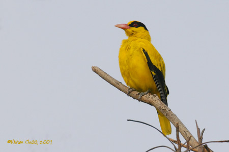 Black-naped Oriole
