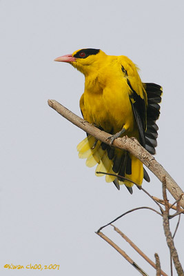 Black-naped Oriole