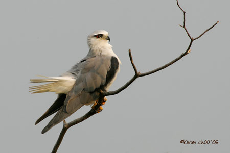 Black-shouldered Kite