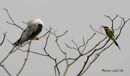 Black-shouldered Kite