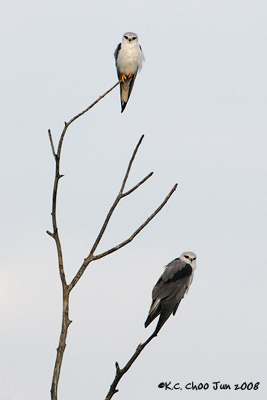 Black-shouldered Kite