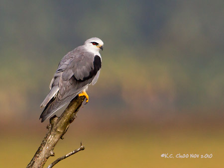 Black-shouldered Kite