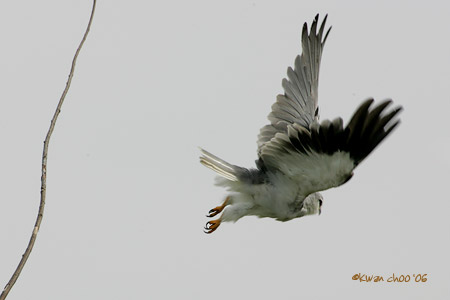 Black-shouldered Kite