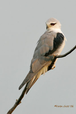 Black-shouldered Kite