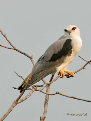 Black-shouldered Kite