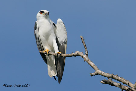 Black-shouldered Kite