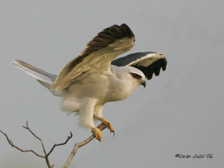 Black-shouldered Kite