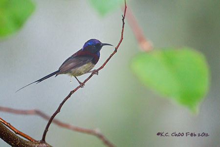 Black-throated Sunbird