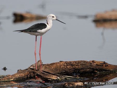 Black-winged Stilt