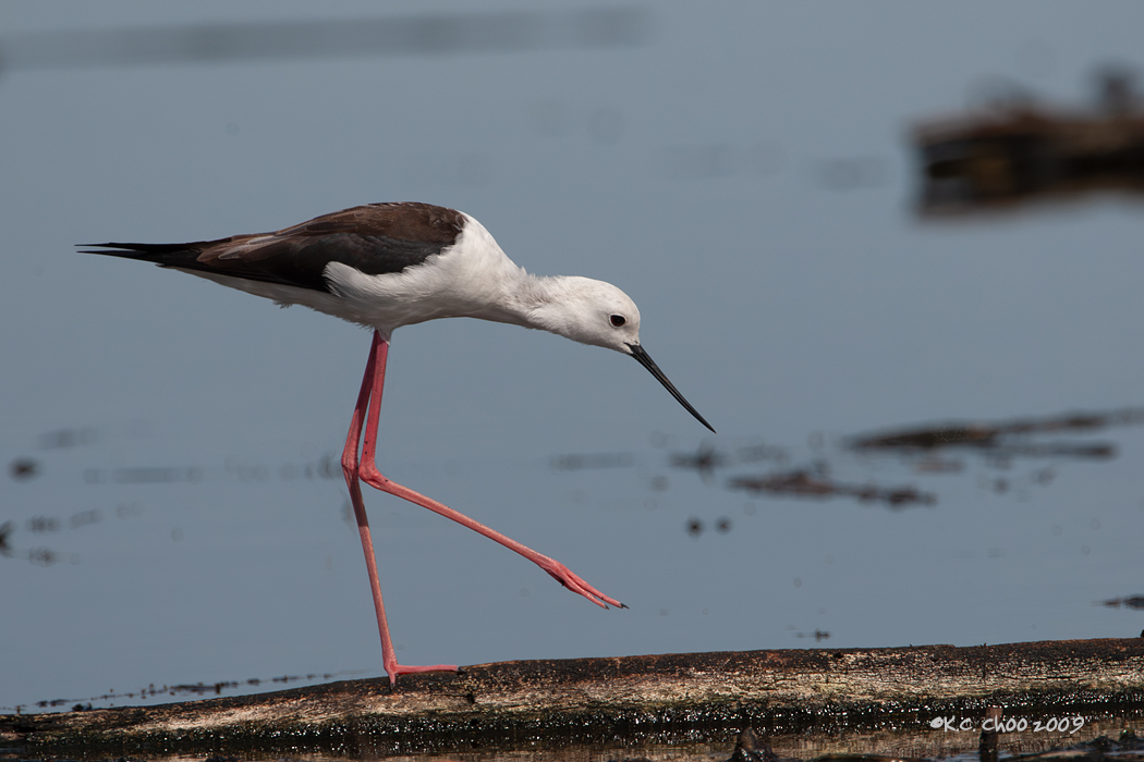 Black-winged Stilt
