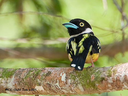 Black-and-yellow Broadbill