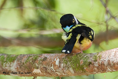 Black-and-yellow Broadbill