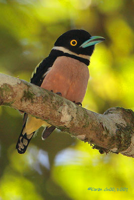 Black-and-yellow Broadbill