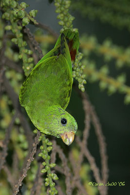 Blue-crowned Hanging Parrot