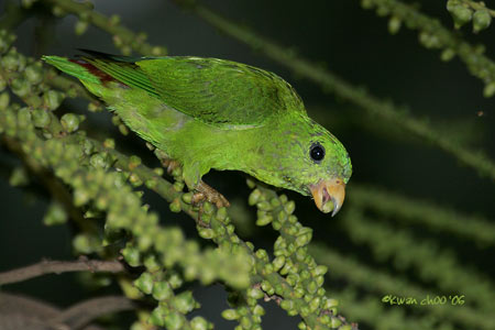 Blue-crowned Hanging Parrot