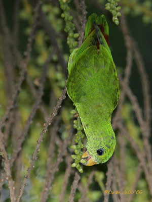 Blue-crowned Hanging Parrot