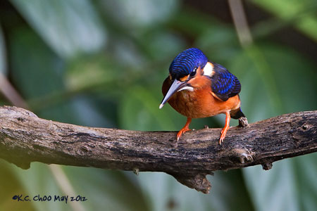 Blue-eared Kingfisher