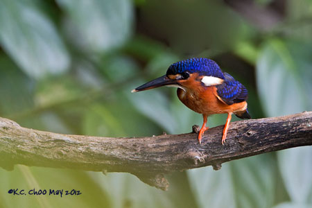 Blue-eared Kingfisher