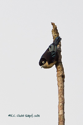 Blue Nuthatch