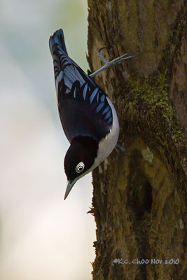 Blue Nuthatch