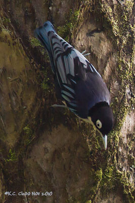 Blue Nuthatch