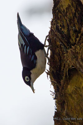 Blue Nuthatch