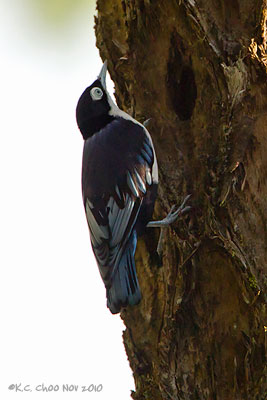 Blue Nuthatch