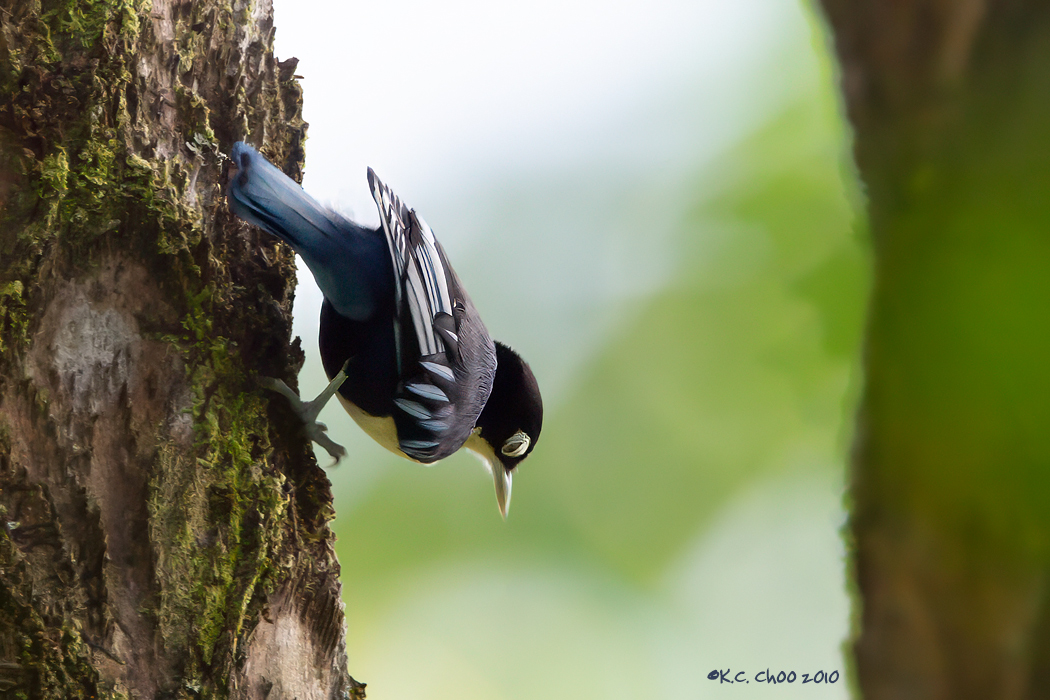 Blue Nuthatch