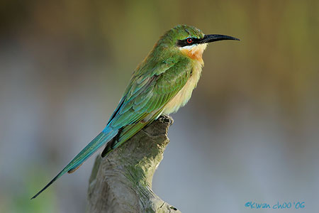 Blue-tailed Bee-eater