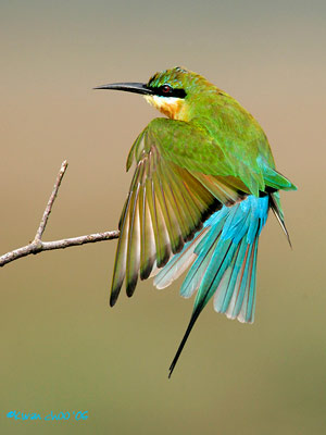 Blue-tailed Bee-eater