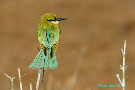 Blue-tailed Bee-eater