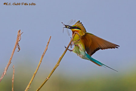 Blue-tailed Bee-eater