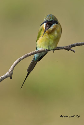 Blue-tailed Bee-eater