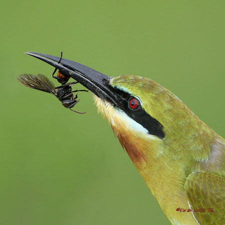 Blue-tailed Bee-eater