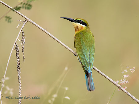 Blue-tailed Bee-eater
