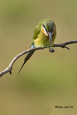 Blue-tailed Bee-eater