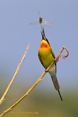 Blue-tailed Bee-eater
