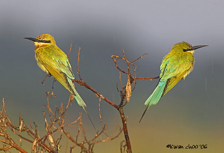 Blue-tailed Bee-eater