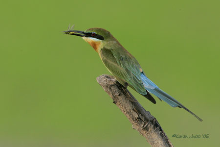 Blue-tailed Bee-eater