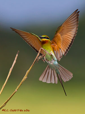 Blue-tailed Bee-eater