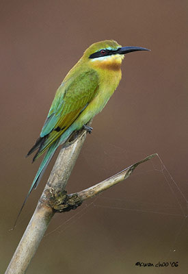 Blue-tailed Bee-eater