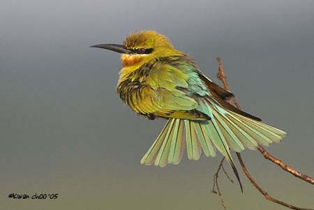 Blue-tailed Bee-eater