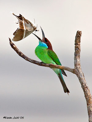 Blue-throated Bee-eater