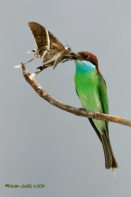 Blue-throated Bee-eater