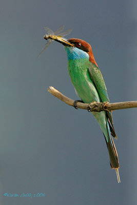 Blue-throated Bee-eater