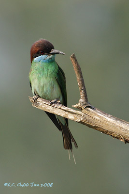 Blue-throated Bee-eater