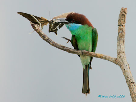 Blue-throated Bee-eater